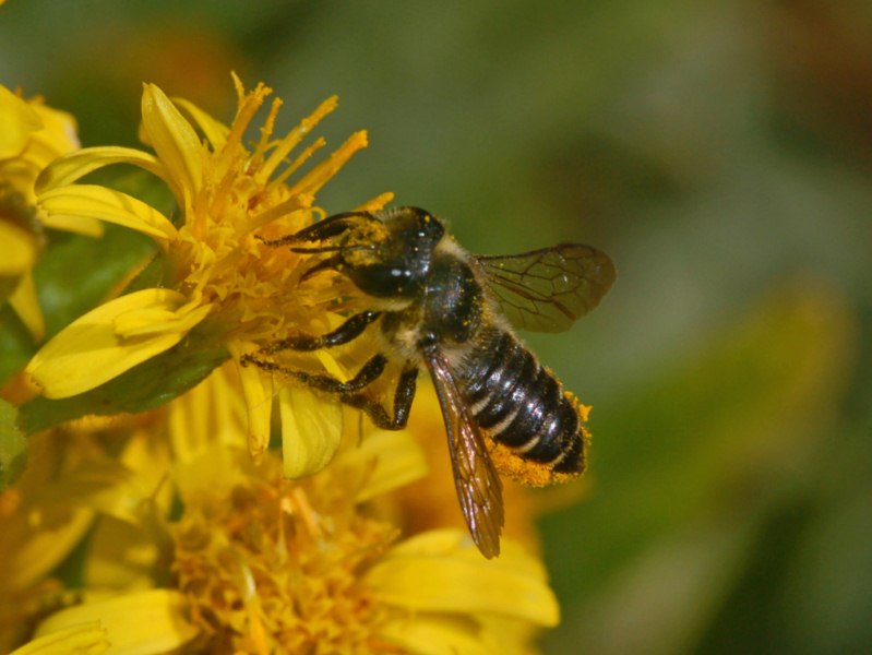 Imenottero nero giallo di polline; Megachile sp.